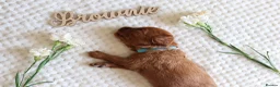 Cavapoo dogs for sale: F1b Cavapoo Puppies | 360 Health Tested Parents - Advert 5