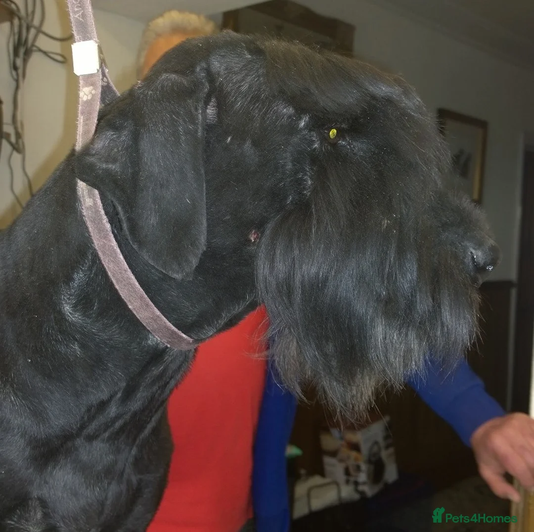 Giant Schnauzer dogs for sale: Health Tested Black Giant Schnauzer Pups  in Morecambe - Advert 2