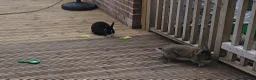 Mixed Breed rabbits for sale: Beautiful baby rabbits for sale in Prenton - Advert 10