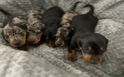 Miniature Dachshund dogs for sale: Miniature dachshund puppies  - Advert 9