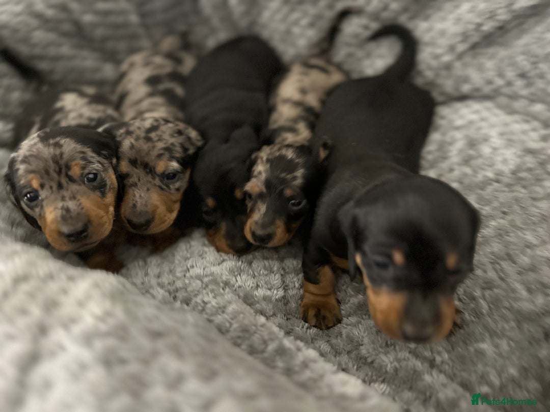 Miniature Dachshund dogs for sale: Miniature dachshund puppies  - Advert 9