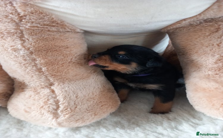 Rottweiler dogs Only two bitches remaining - Advert 1