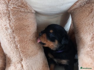 Rottweiler dogs Only two bitches remaining - Advert 5