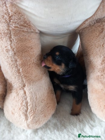 Rottweiler dogs Only two bitches remaining - Advert 1