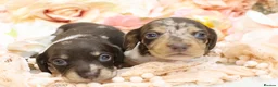 Miniature Dachshund dogs for sale: KC Miniature Dachshunds - Advert 10