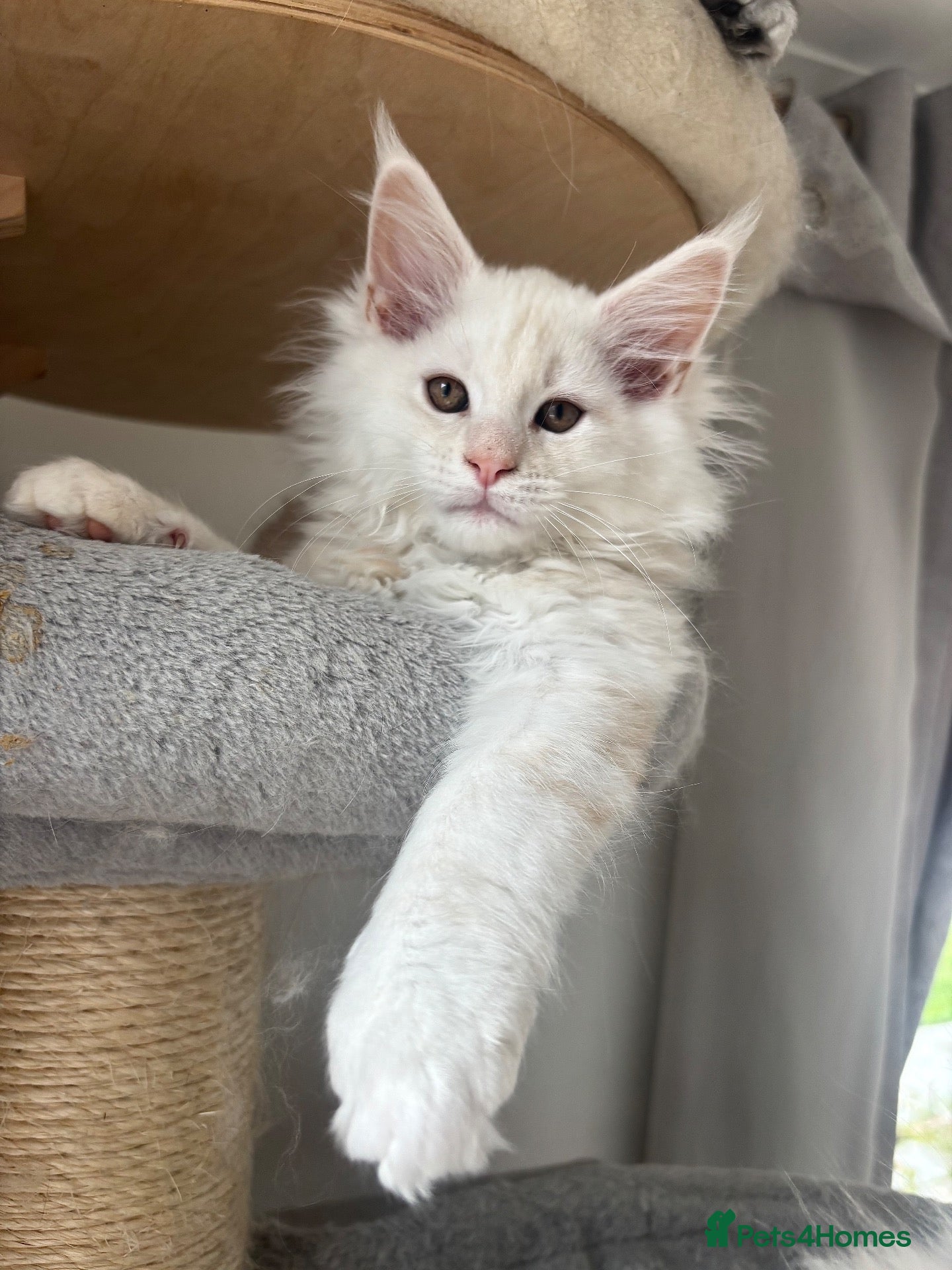 Maine Coon cats Stunning litter of Maine coon babies!  - Advert 1