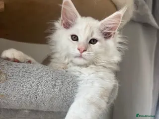 Maine Coon cats Stunning litter of Maine coon babies! - Advert 5