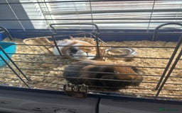 Guinea Pig rodents for sale: Male guinea pigs - Image 5