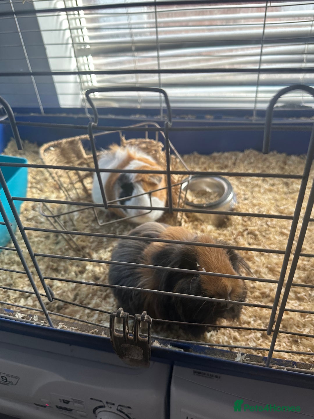 Guinea Pig rodents for sale: Male guinea pigs - Image 5