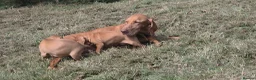 Hungarian Vizsla dogs for sale: Dual Purpose Hungarian Vizsla Bitch Puppies - Advert 4