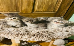 Scottish Fold cats for sale: Beautiful litter of Scottish fold reservation open - Image 6