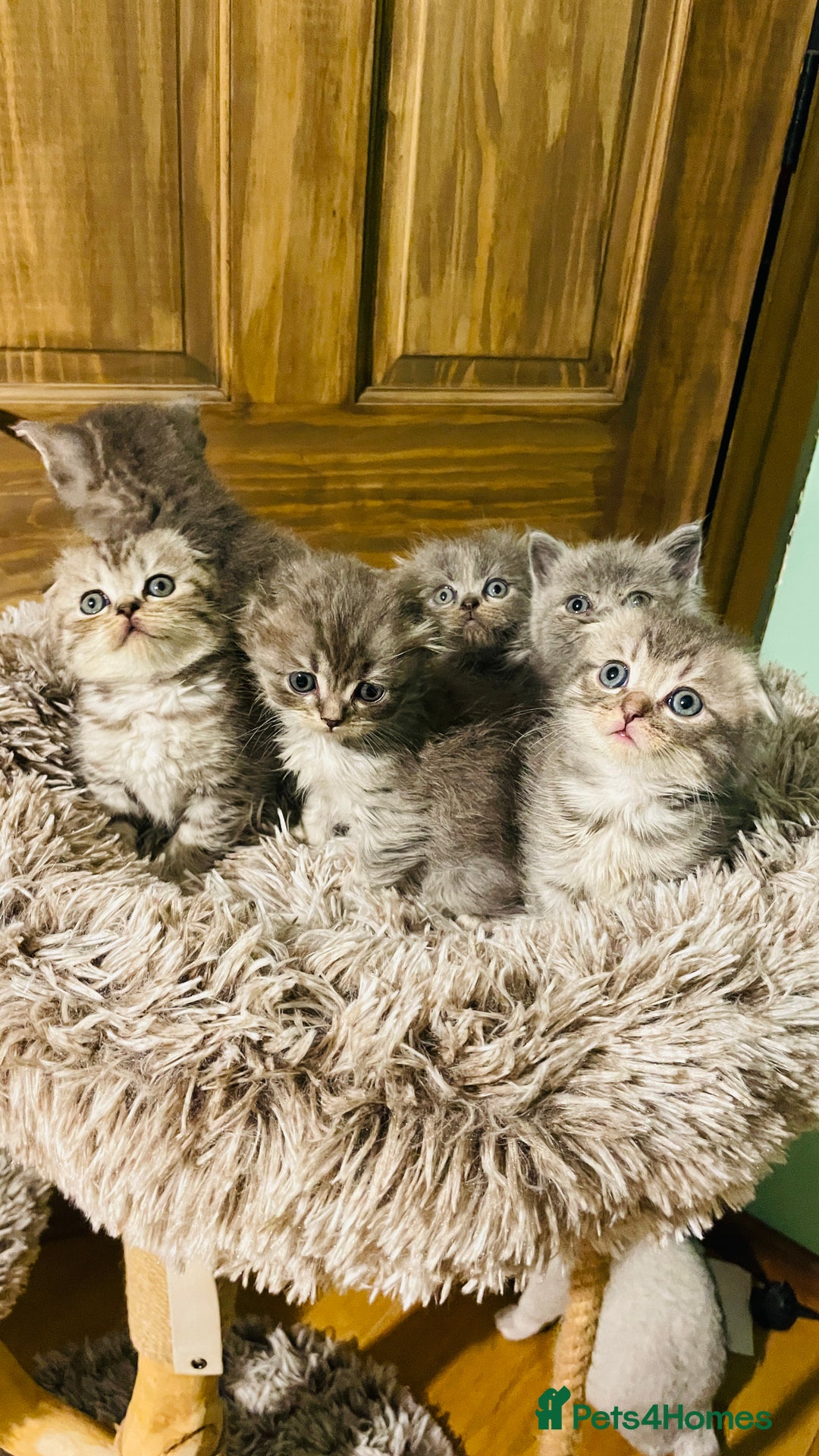 Scottish Fold cats for sale: Beautiful litter of Scottish fold reservation open - Image 6