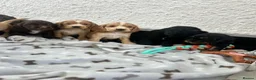 Cocker Spaniel dogs for sale: Stunning litter 7 show type puppies for sale in Aylesford - Advert 4