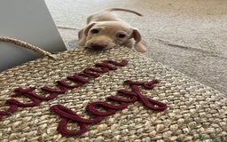 Dachshund dogs for sale: Miniature smooth haired cream dachshund puppy male - Image 9