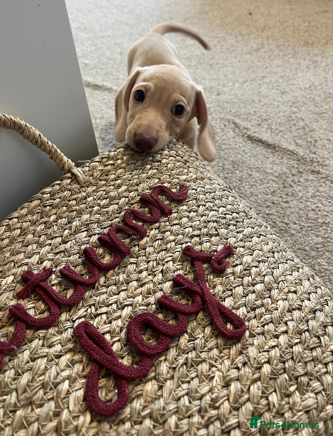 Dachshund dogs for sale: Miniature smooth haired cream dachshund puppy male - Image 9