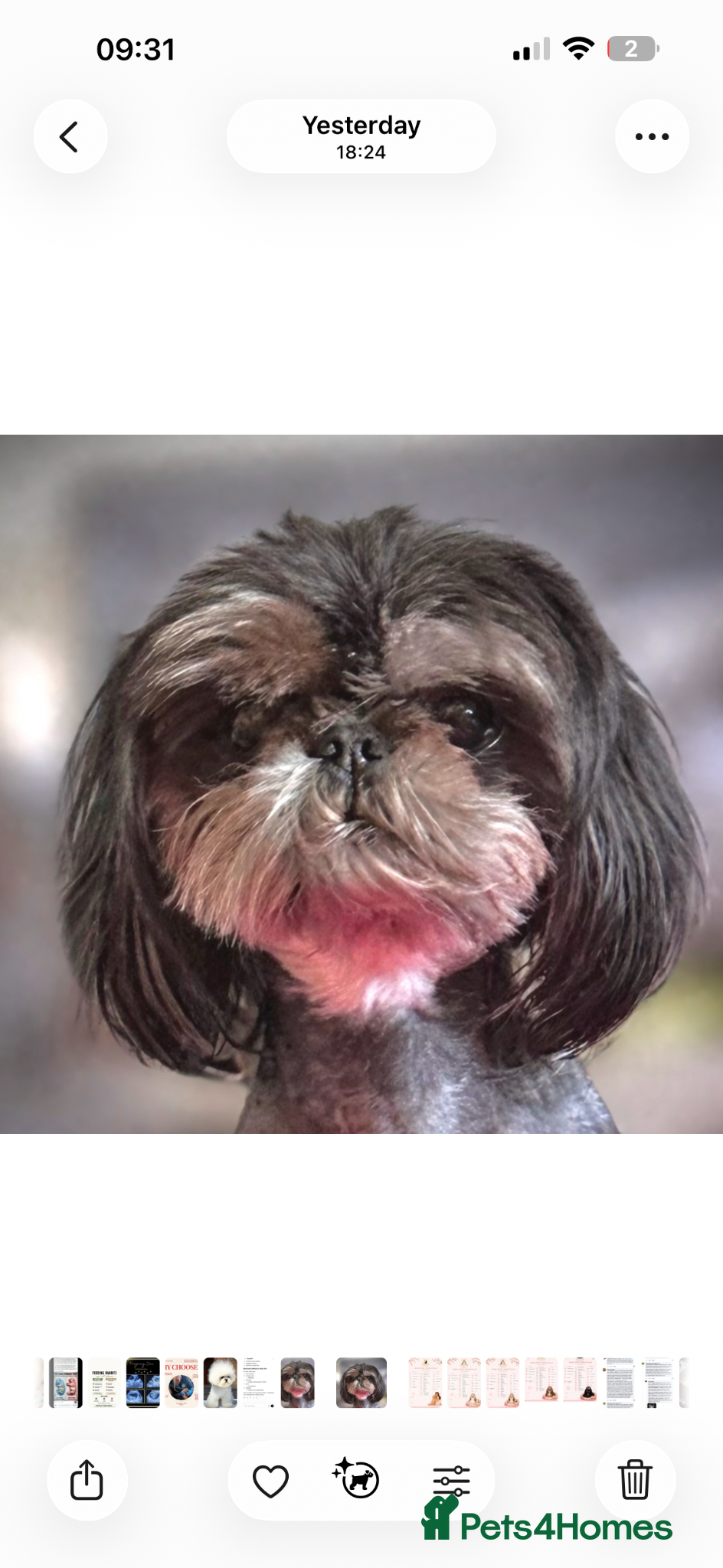 Shih Tzu dogs KC Reg Dobie Imperial Shih Tzu Stud (PROVEN) 👑  - Advert 3