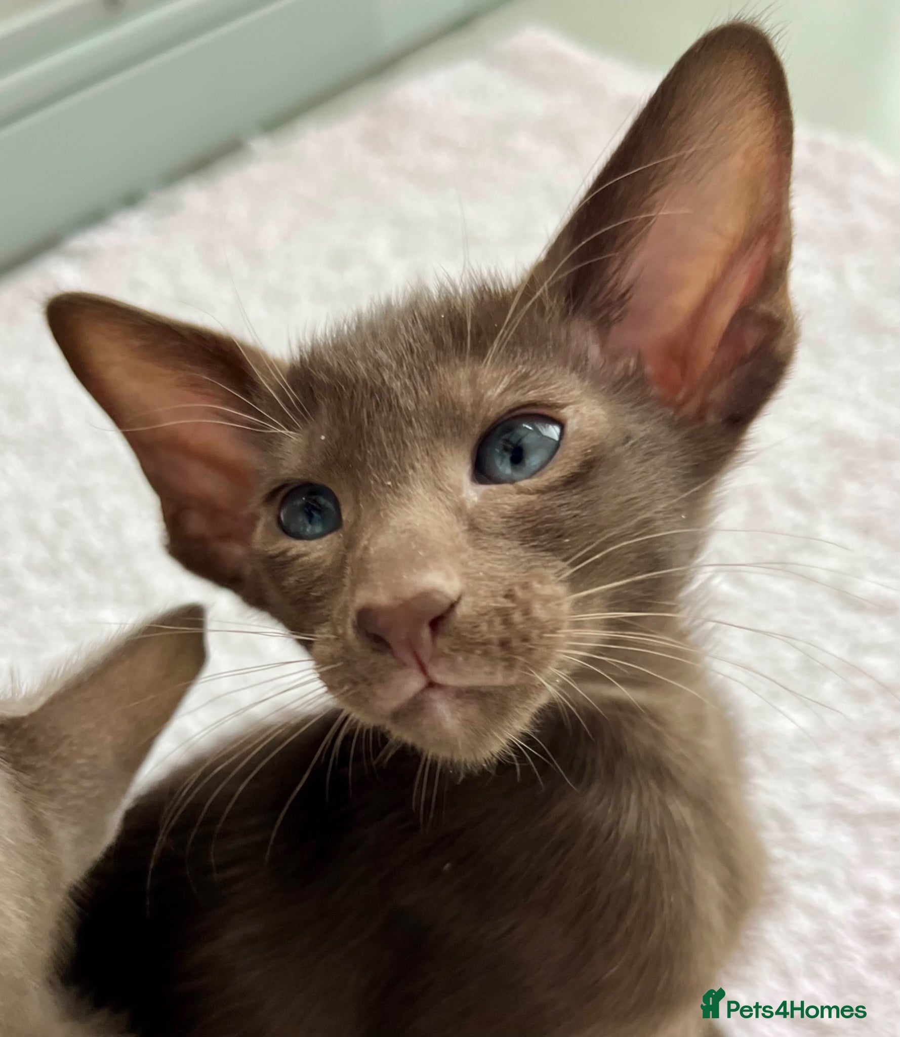 Oriental cats Supreme pedigree GCCF registered oriental kittens - Advert 18