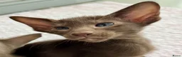 Oriental cats for sale: Supreme pedigree GCCF registered oriental kittens - Advert 10