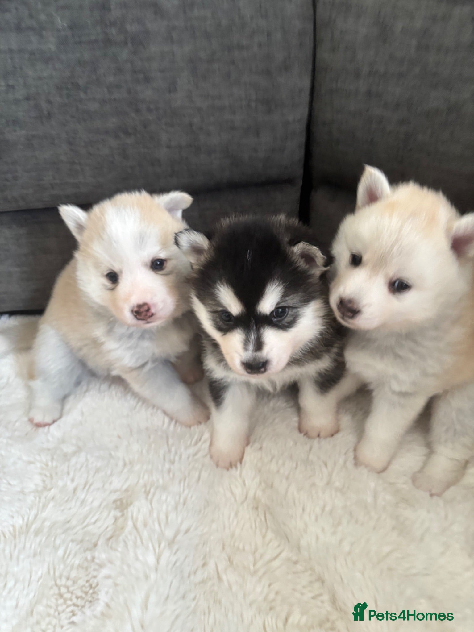 Pomsky dogs Stunning F3 fluffy pomsky puppies  - Advert 12