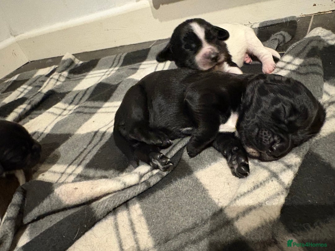 Mixed Breed dogs for sale: 5 BEAUTIFUL SPRINGER/SPROCKER PUPPIES FO SALE  - Advert 21