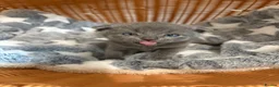 British Shorthair cats for sale: Beautiful BSH Scottish Fold & Straight Kittens - Advert 3