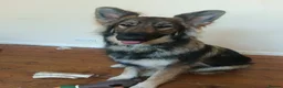 German Shepherd dogs for sale: 2 German shepherds one male one female in Sevenoaks - Advert 2