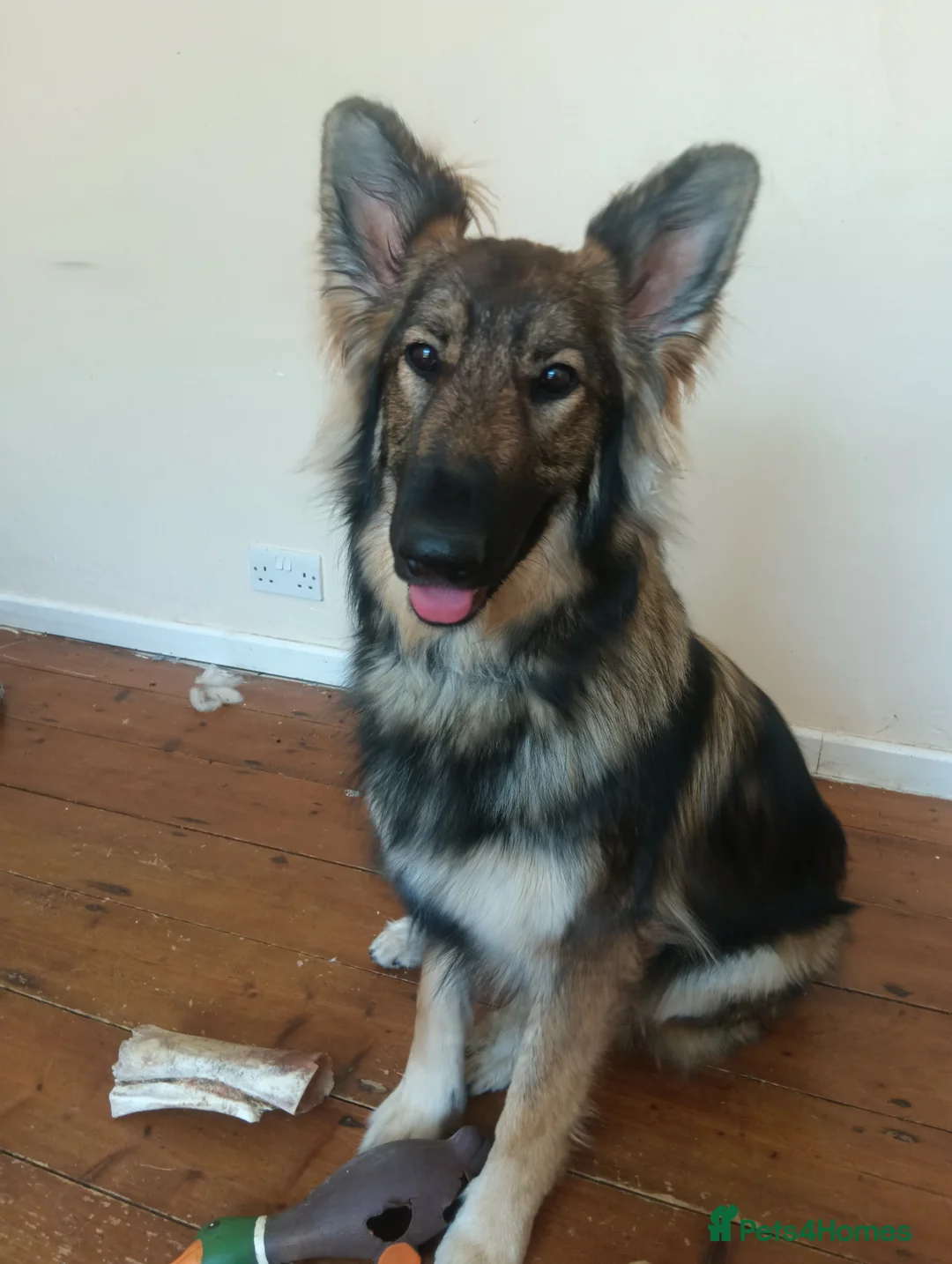 German Shepherd dogs for sale: 2 German shepherds one male one female in Sevenoaks - Advert 2