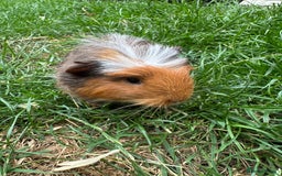 Guinea Pig rodents for sale: Male Guinea Pigs For Sale  - Image 15
