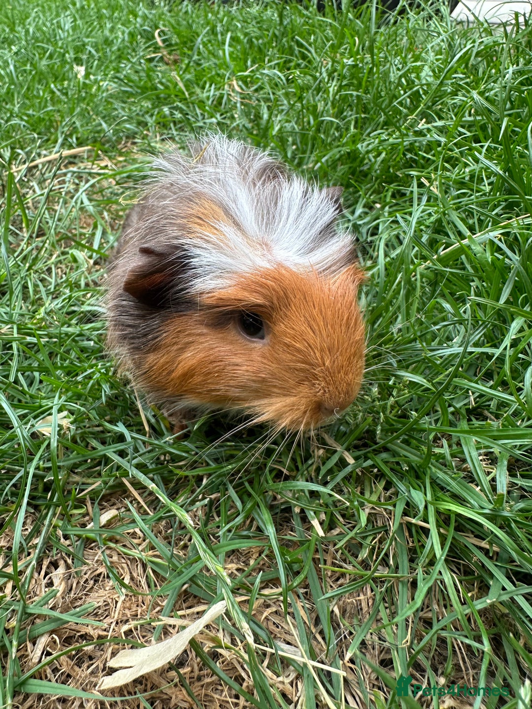 Guinea Pig rodents for sale: Male Guinea Pigs For Sale  - Image 15