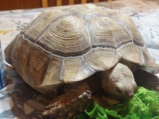 Tortoise reptiles Large Female Sulcata Tortoise - Advert 4