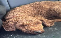 Poodle dogs for sale: KC Red fox miniature toy poodle. Ready now - Image 6