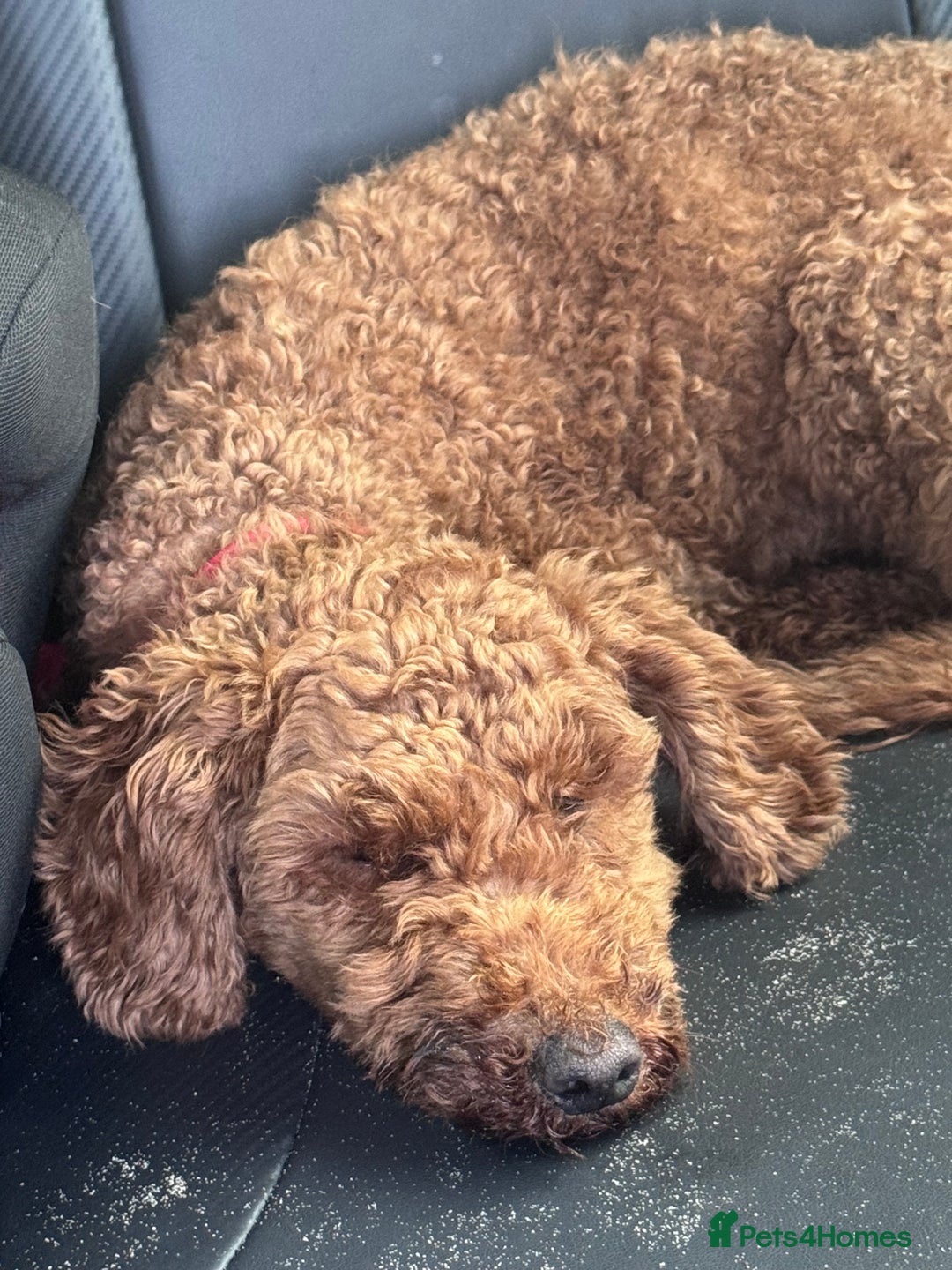 Poodle dogs for sale: KC Red fox miniature toy poodle. Ready now - Image 6