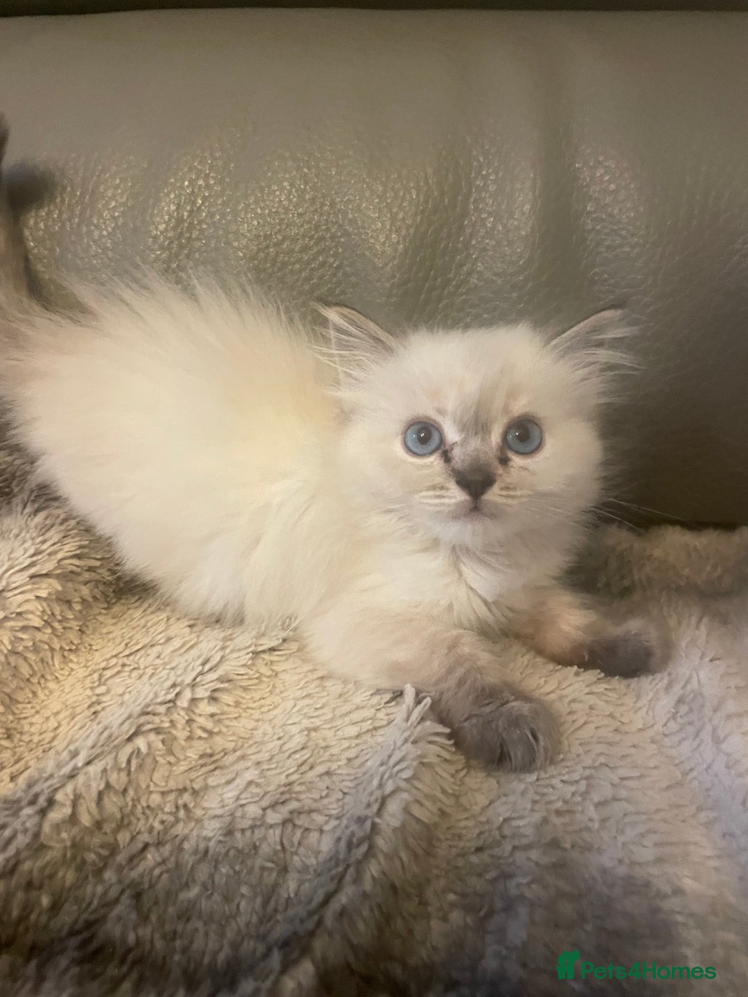 Ragdoll cats for sale: Last boy girl Hcm pkd so loving  playful cutie  - Image 38