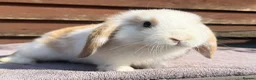Mini Lop rabbits for sale: Baby mini lops  - Advert 3