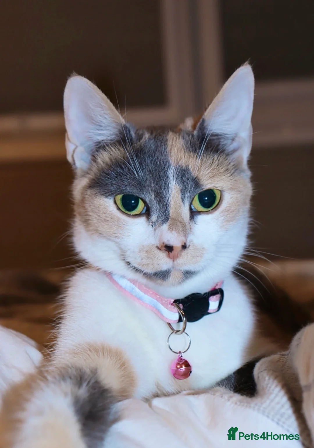 Mixed Breed cats for sale: 2 friendly female cats  - Advert 4