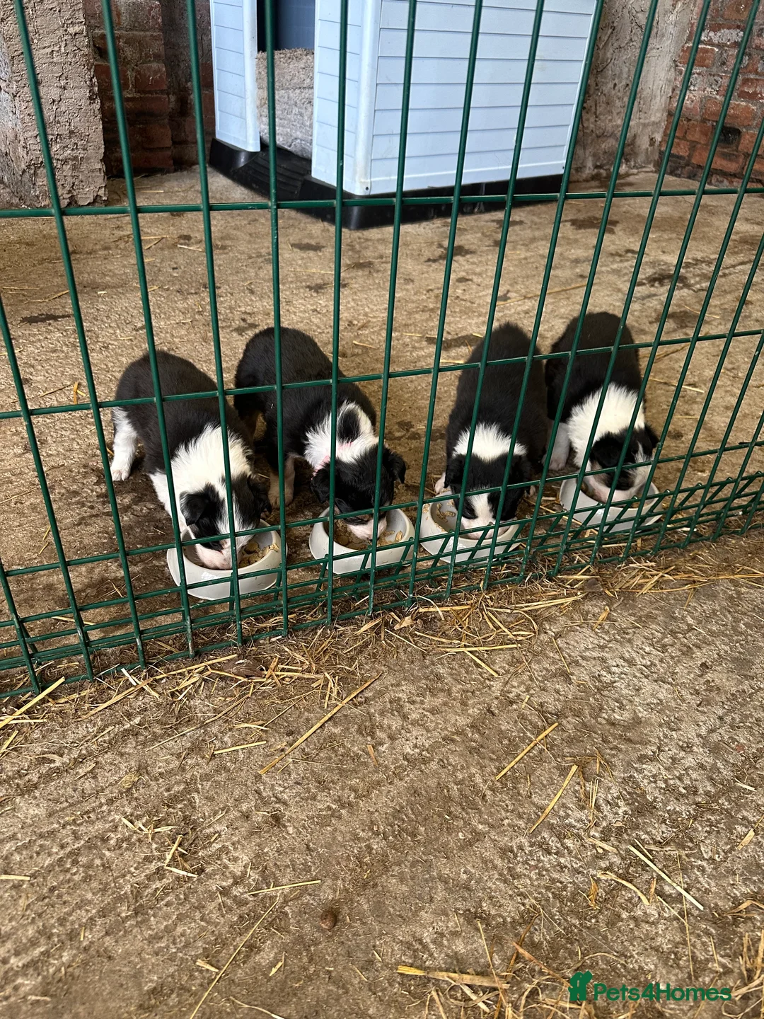 Border Collie dogs for sale:  Stunning Border Collie Puppies in Alexandria - Advert 2