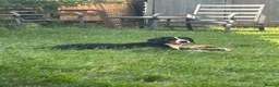 Mixed Breed dogs for adoption: Bingo, male, 1.5 years old, good with dogs  in Swindon - Advert 3