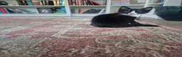 Mixed Breed cats for sale: 12 week old girl kitten - Advert 3