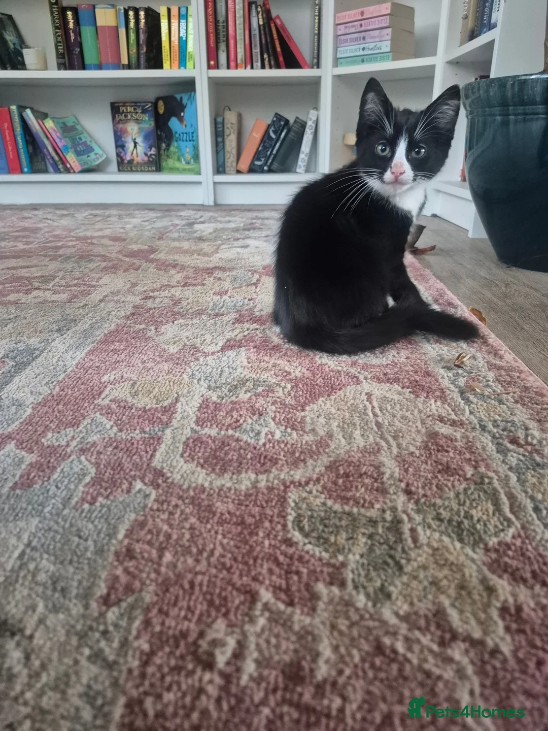 Mixed Breed cats for sale: 12 week old girl kitten - Advert 3