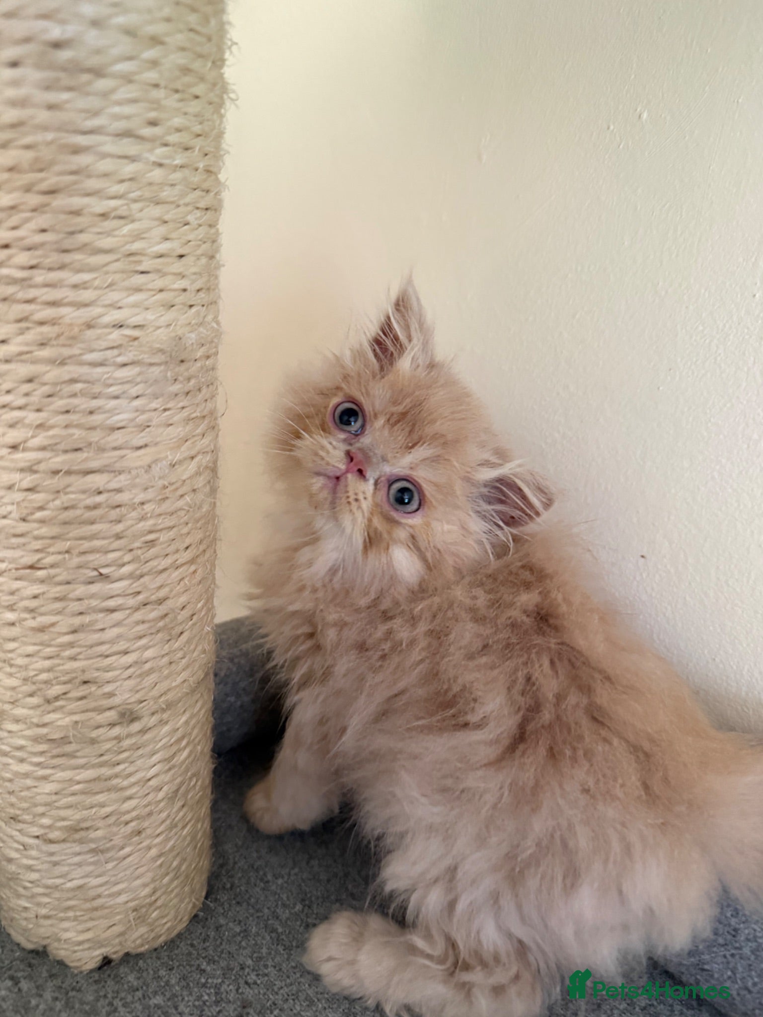 Persian cats GCCF registered Persian kittens 💙 - Advert 11