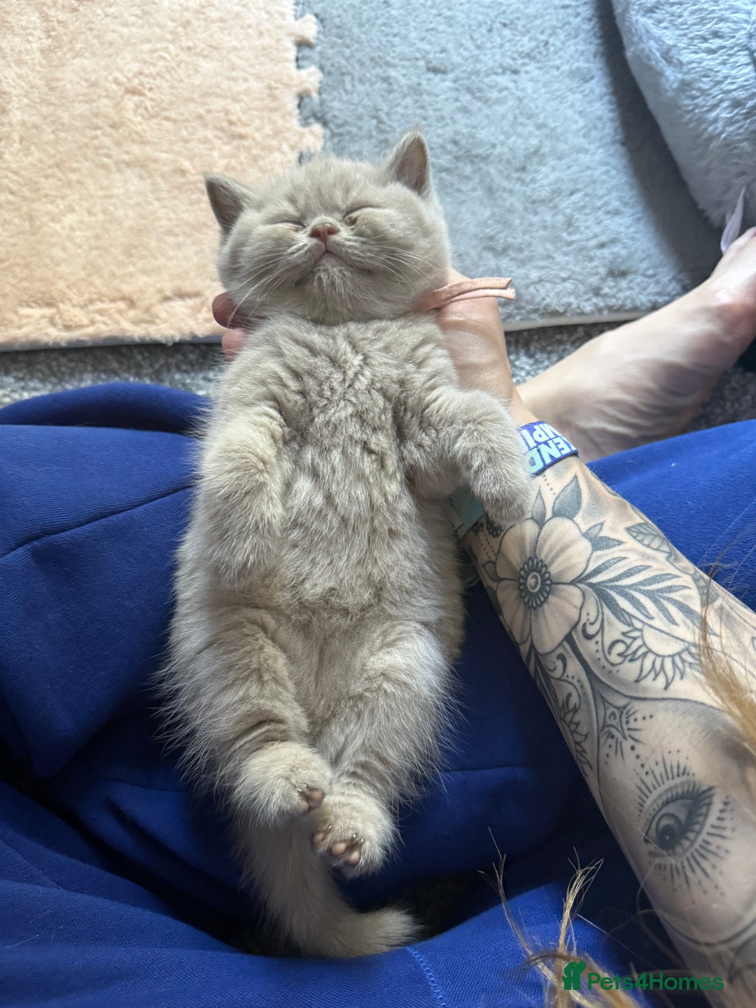 British Shorthair cats for sale: Champion Line British Shorthair Kittens - Image 21