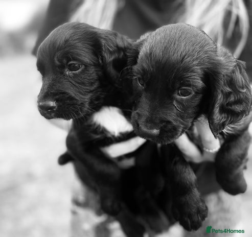 Sprocker dogs - Advert 2
