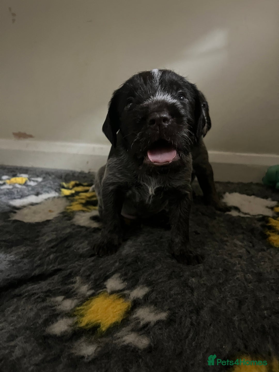 German Wirehaired Pointer dogs for sale: Stunning litter of German Wirehaired Pointers  - Advert 12