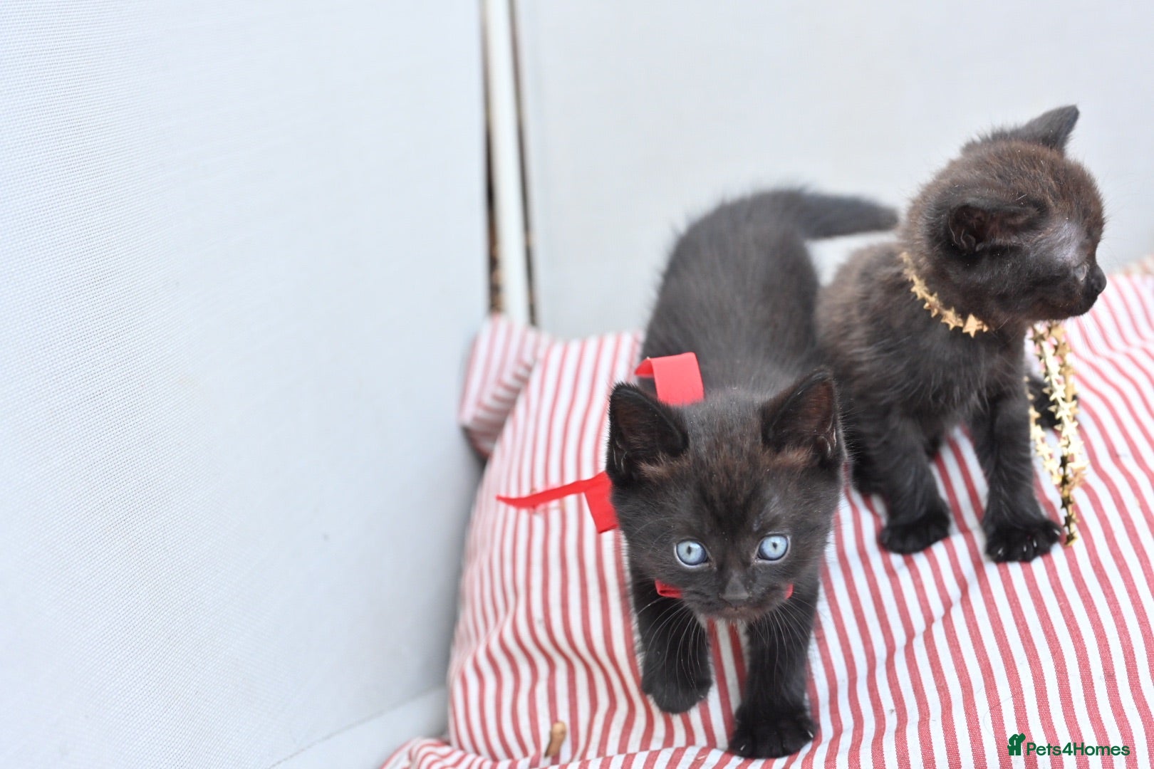 Mixed Breed cats Last 2 left! - Persian x BSH kittens  - Advert 14