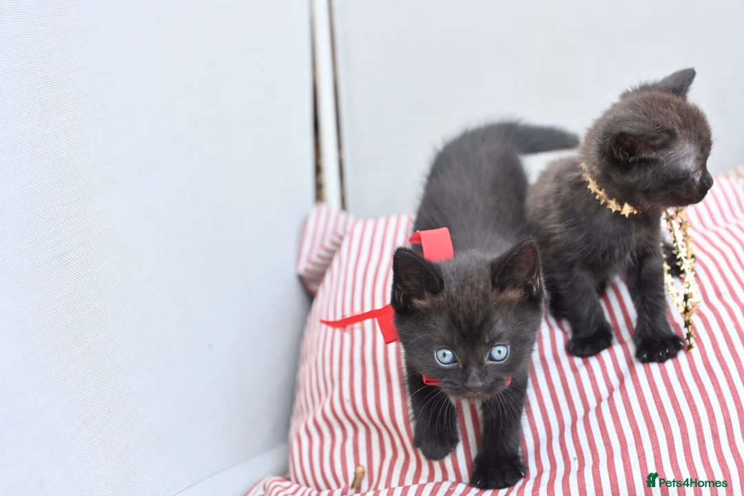 Mixed Breed cats for sale: Last 2 left! - Persian x BSH kittens  - Advert 1
