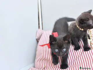 Mixed Breed cats Last 2 left! - Persian x BSH kittens - Advert 14