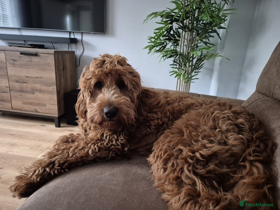 Goldendoodle dogs for sale: F1 RED GOLDENDOODLE 1 FEMALE LEFT - Image 4