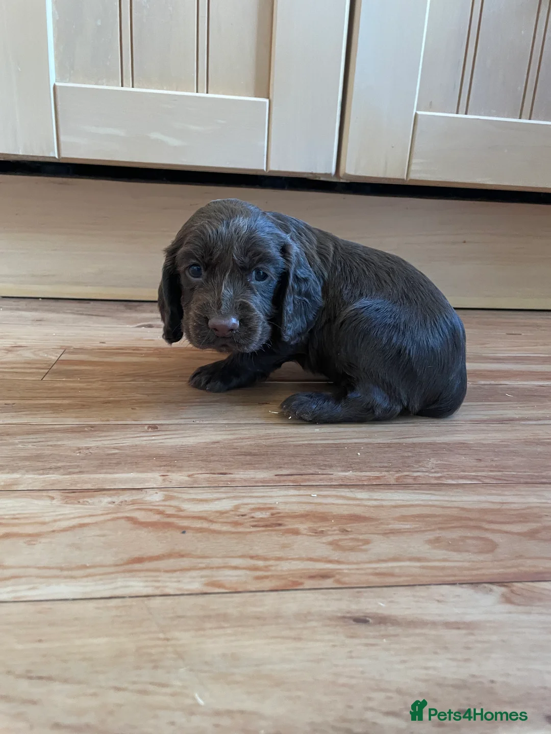 Cocker Spaniel dogs for sale: Beautiful working cocker spaniel puppies  - Advert 11