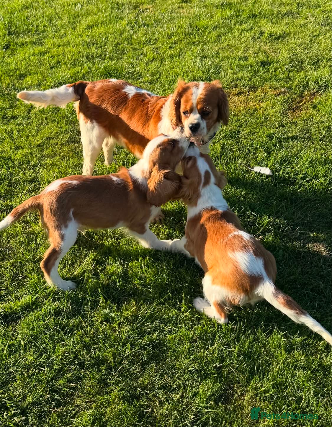 Mixed Breed dogs Beautiful Blenheim Cavalier spaniel Boys–Ready Now - Advert 1