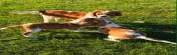 Mixed Breed dogs for sale: Beautiful Blenheim Cavalier spaniel Boys–Ready Now - Advert 1